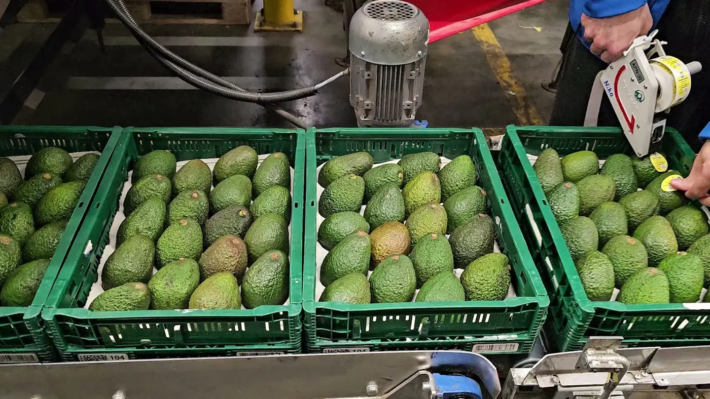 Avocados in crates at a European ripening facility