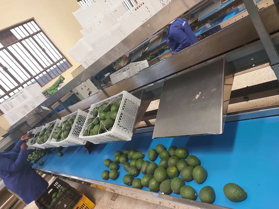 Avocados being graded in a Kenyan packhouse
